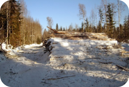 Фото лесозаготовки