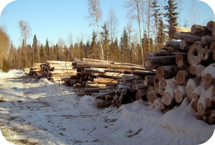 Фото лесозаготовки